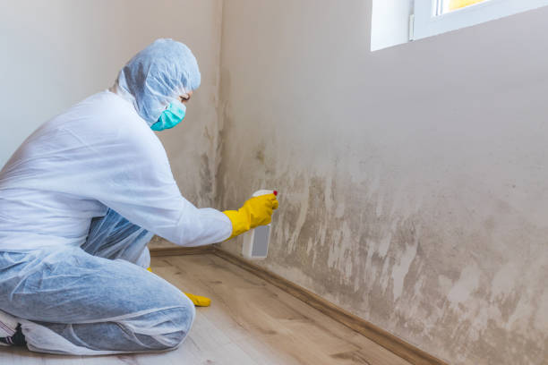 Licensed Mold Remediation service in Chester, NJ - WQB Mold Removal