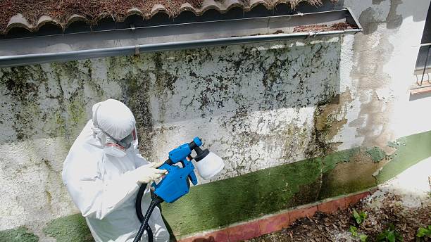 Top rated local Mold Remediation specialists in Chester, NJ